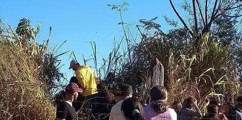 Visitantes danificam campo de girassóis em Sumaré