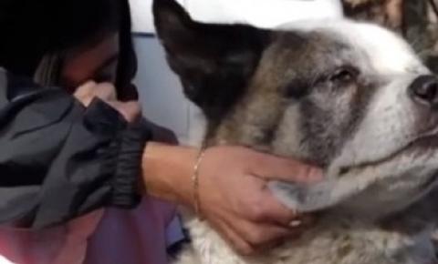 Cão desaparecido em incêndio reencontra família após 101 dias