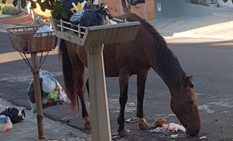 Bois e cavalos 'invadem' vias públicas em Nova Odessa 